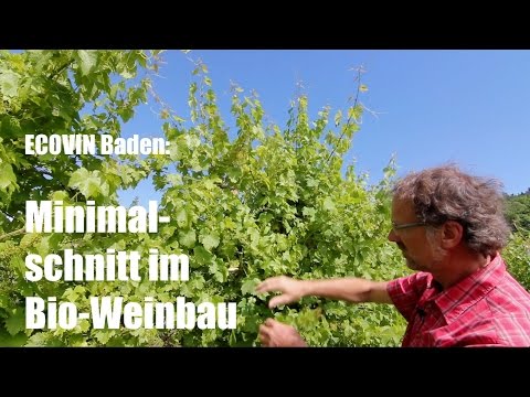 ECOVIN Baden: Minimalschnitt im Bio-Weinbau