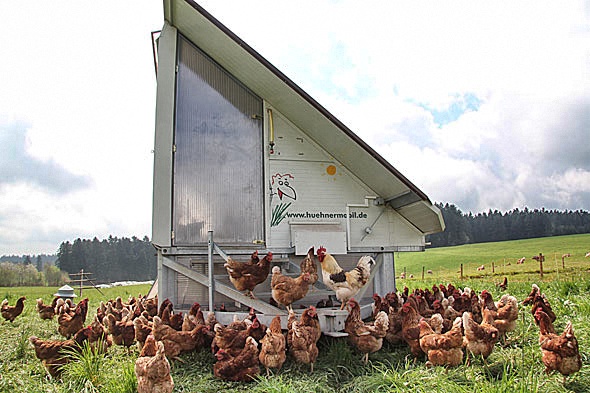 Biodynamische Tierhaltung mit dem Hühnermobil