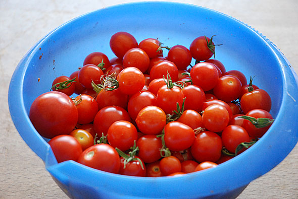 Cocktail-Tomaten: was übrig ist einfach einmachen