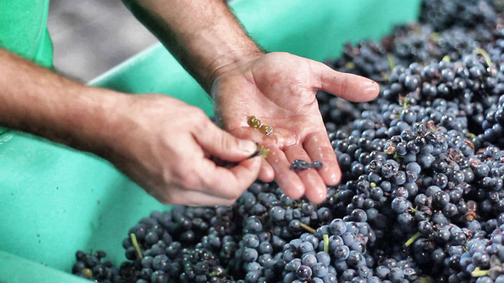 Mit dem Interesse am Wein erwacht oft auch die Neugier auf die Herstellung.