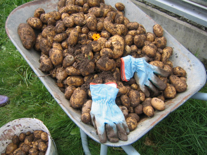 Am besten: die eigenen Kartoffeln verwenden