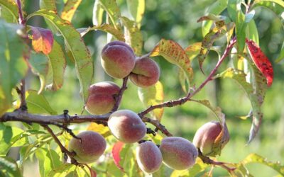 Weinberg-Pfirsiche aus dem Bioweinberg