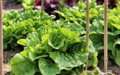 Cesars Salad: dekadent gut