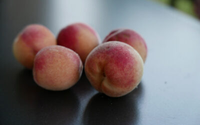 Eigene Pfirsiche im Hitzesommer