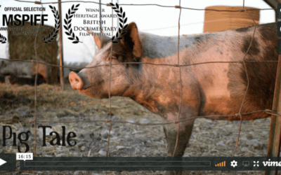 Video: Glückliche Schweine