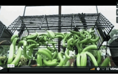 Inglorious Fruits and Vegetables – ein Bestseller in Frankreich