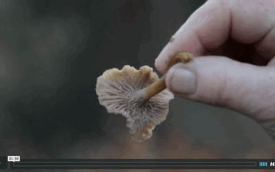 Mrs. Tee | The Art of Mushroom Picking