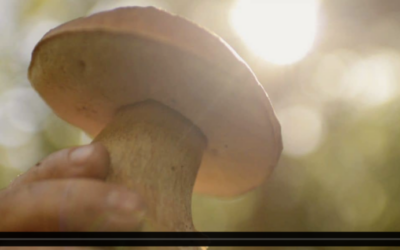 Mushroom Foraging –  Pilze sammeln